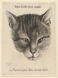 Kopf einer Katze (mittlere Größe) von Wenceslaus Hollar