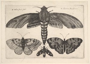 Motte und drei Schmetterlinge, 1646