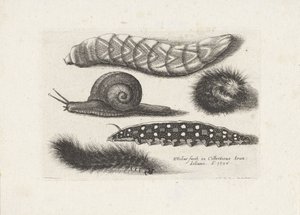 Raupen und eine Schnecke von Wenceslaus Hollar