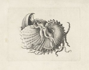Muschel, argonauta nodosa von Wenceslaus Hollar