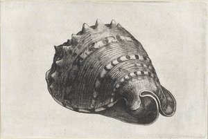 Schnecke, Cassis Cornuta