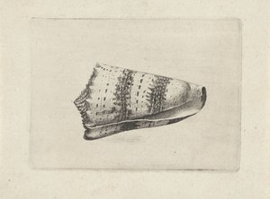 Schnecke, Conus imperialis Muscheln (Serientitel)