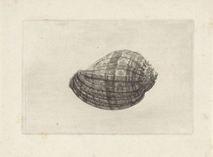 Schelp, harpa major