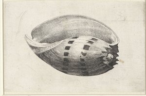 Muschel, Melo Amphora (Muscheln)