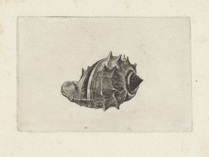 Schnecke, Melongena Melongena