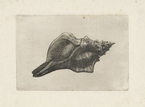 Muschel, Pleuroploca trapezium