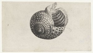Schnecke, Tonna Dolium