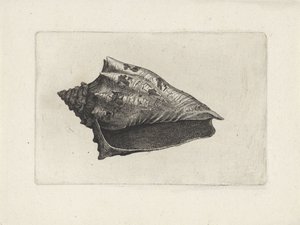 Schnecke, voluta ebraea