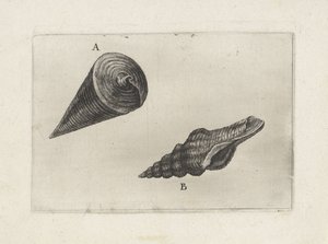 Muscheln, telescopium telescopium (A) und fusinus laticostatus (B)