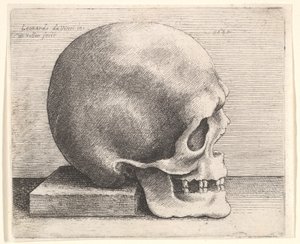 Schädel im Profil nach rechts, 1645 von Wenceslaus Hollar