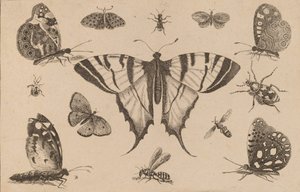 Schwalbenschwanz-Schmetterling und zwölf andere Insekten