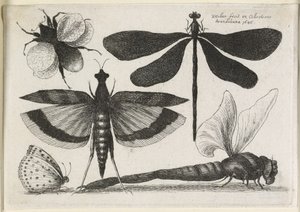 Das Set von Schmetterlingen, eines von zwölf, 1646 von Wenceslaus Hollar