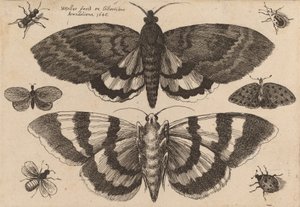 Zwei Motten und sechs Insekten, 1646