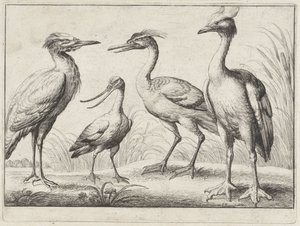 Vier Watvögel