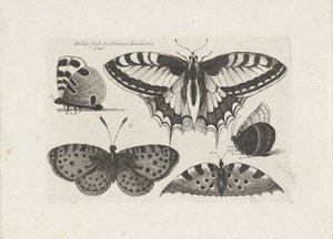 Fünf Schmetterlinge, Insekten (Serientitel)