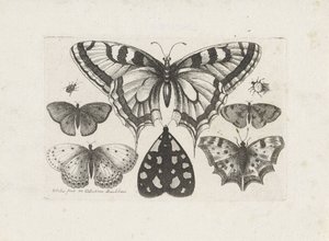 Schmetterlinge, Käfer und eine Motte