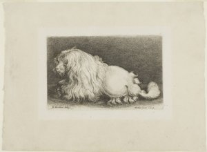 Weißer Hund von Wenceslaus Hollar