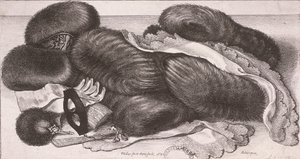 Winterkleidung für eine Frau, einschließlich Muff, Handschuhe und Taschentücher von Wenceslaus Hollar