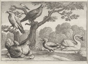 Schwan, Huhn mit Küken und andere Vögel