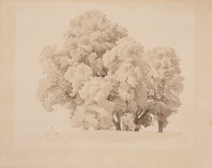 Gruppe von Laubbäumen von Werner Holmberg