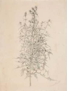 Distel von Werner Holmberg