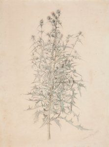 Distel von Werner Holmberg