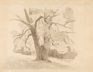 Unterer Teil eines alten Laubbaums von Werner Holmberg