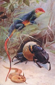Agama, Hornviper und Heiliger Käfer, Illustration aus Wildlife of the World, ca. 1910