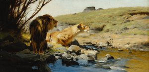 Ein Löwe und eine Löwin an einem Bach