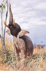 Afrikanischer Elefant, Illustration aus Wildlife of the World, ca. 1910 von Wilhelm Kuhnert