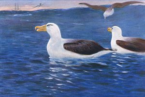 Albatros, Illustration aus Wildlife of the World, ca. 1910