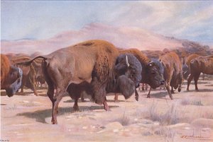 Amerikanischer Bison, aus Die Tierwelt der Welt, veröffentlicht von Frederick Warne & Co, ca. 1900 von Wilhelm Kuhnert