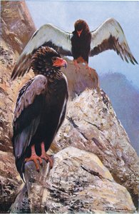 Gaukleradler, Illustration aus Wildlife of the World, ca. 1910 von Wilhelm Kuhnert