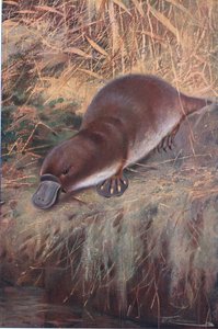 Schnabeltier, Illustration aus Wildlife of the World, ca. 1910 von Wilhelm Kuhnert