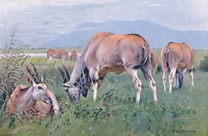 Eland, Illustration aus Wildlife of the World, ca. 1910