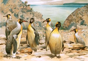 Riesenpinguine