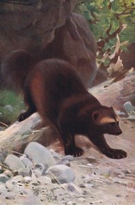Vielfraß, aus Die Tierwelt der Welt, veröffentlicht von Frederick Warne & Co, ca. 1900