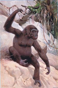 Gorilla, Illustration aus Wildlife of the World, ca. 1910
