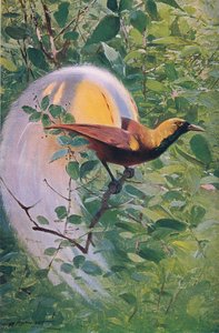 Großer Paradiesvogel, Illustration aus Wildlife of the World, ca. 1910