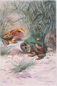Hornfrosch, aus Die Tierwelt der Welt, veröffentlicht von Frederick Warne & Co, ca. 1900 von Wilhelm Kuhnert