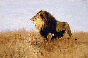 Löwe auf der Lauer