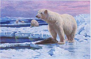 Eisbär, aus Die Tierwelt der Welt, veröffentlicht von Frederick Warne & Co, ca. 1900