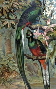 Quetzal prächtig, ca. 1910