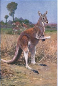 Roter Känguru, Illustration aus Wildlife of the World, ca. 1910 von Wilhelm Kuhnert