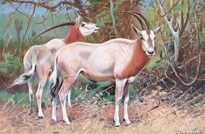 Rappenantilope, Illustration aus Wildlife of the World, ca. 1910 von Wilhelm Kuhnert
