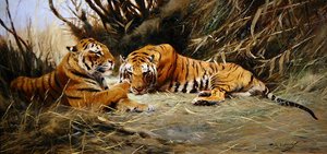 Sibirische Tiger