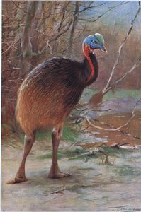 Einfacher Kasuar, Illustration aus Wildlife of the World, ca. 1910