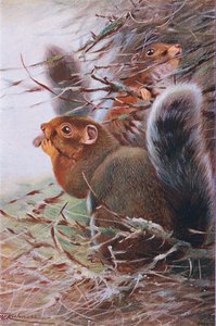 St. Paul Eichhörnchen, Illustration aus Wildlife of the World, ca. 1910 von Wilhelm Kuhnert