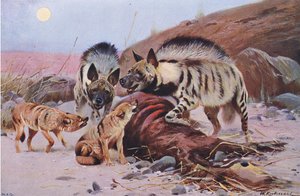Gestreifte Hyäne und Schakal, aus Die Tierwelt der Welt, veröffentlicht von Frederick Warne & Co, ca. 1900 von Wilhelm Kuhnert