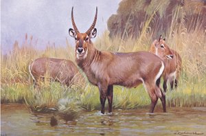 Wasserbock, Illustration aus Wildlife of the World, ca. 1910 von Wilhelm Kuhnert